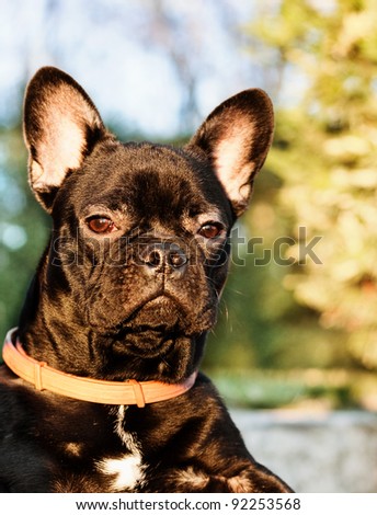 Young,black  french bulldog(six months old) standing in his owner lap