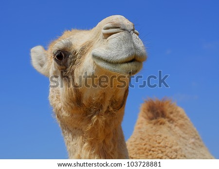smiling camel looking in lens