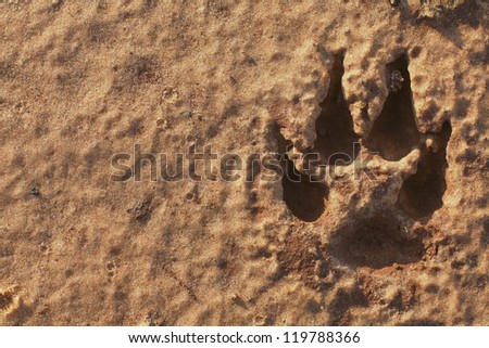 dog trace on sand