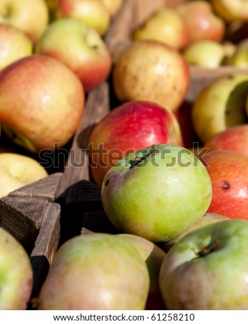 Different apples from an orchard in bins for sale in a stall at the Reston Virginia Farmer\'s market.