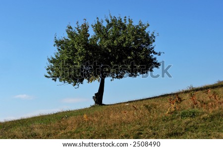 Oak tree in, full leaf standing alone in a field in summer against a blue sky