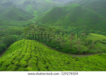 tea farm at Pahang, Malaysia