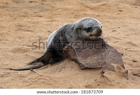Sleeping young fur seal-Arctocephalus pusillus-at cape cross-skeleton coast-namibia