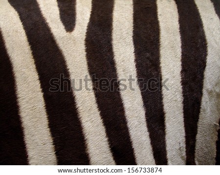 Real texture of wild zebra skin