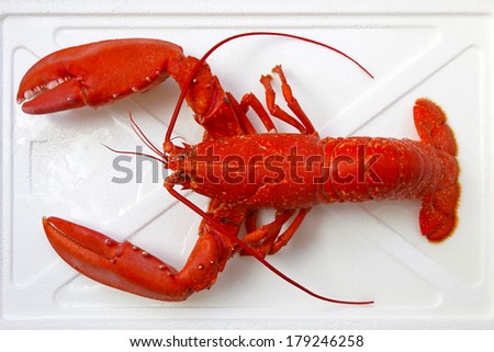 Cooked orange lobster with big claws