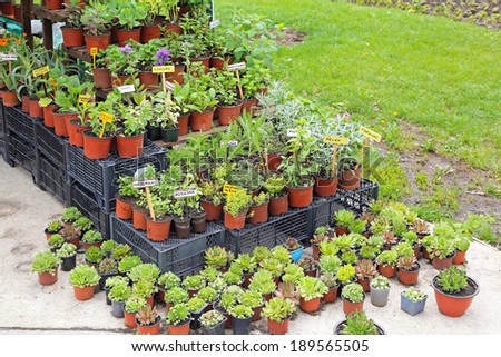 Natural edible plants and herbs in pots