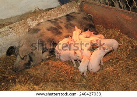 Dozen pink piglets sucking big sow in pen