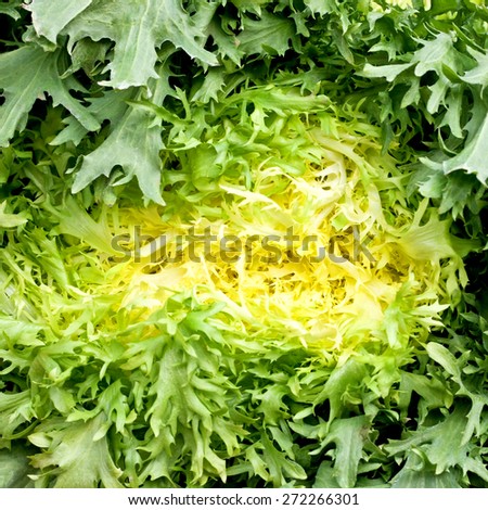 Fresh and organic iceberg salad close up