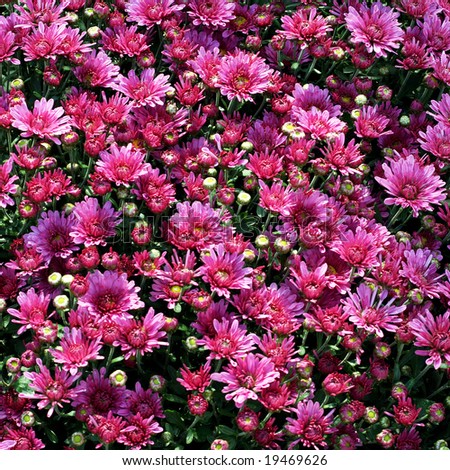 Natural background of purple flowers pattern texture
