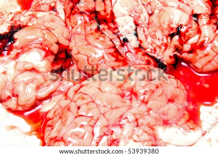 Red bloody stains around fresh animal brain