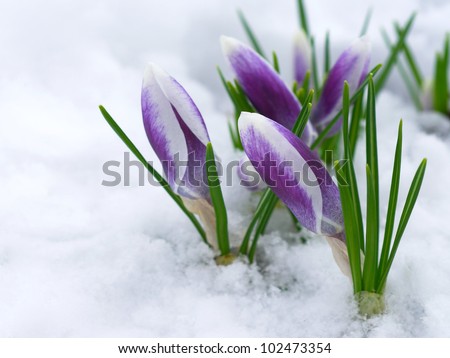 The first crocuses in the snow