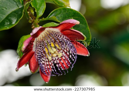 A close up of a colorful passion flower