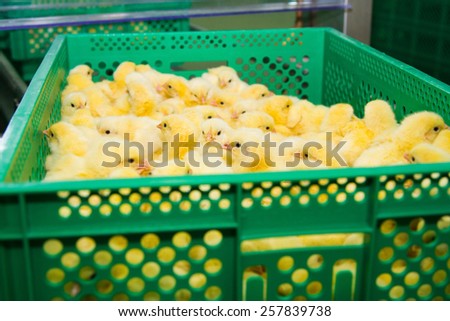 Newly hatched chicks on a chicken farm