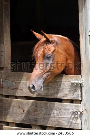 Arabian with head looking over wood stall door