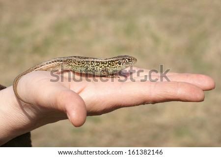 Sand lizard (Lacerta agilis) on the human hand