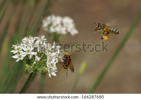 Bee, fly and flowers of garlic (Allium)