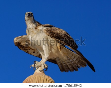 Osprey (Pandion haliaetus), sometimes known as the sea hawk, fish eagle, or fish hawk