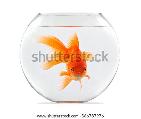 Similar – Foto Bild fishbowl Aquarium Tier