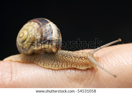 Snail with broken part of shell. Snails are hermaphrodites which means that they have both male and female reproductive organs. May 24th is National Escargot Day.