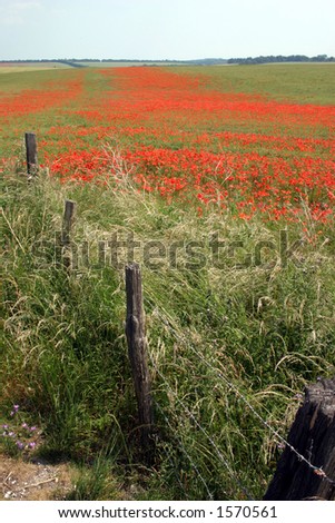 A field of poppies in Wiltshire, barbed wire fence lead-in