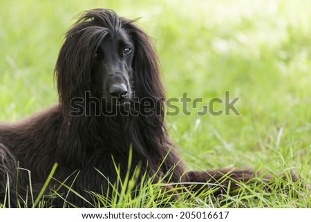 Afghan dog in France