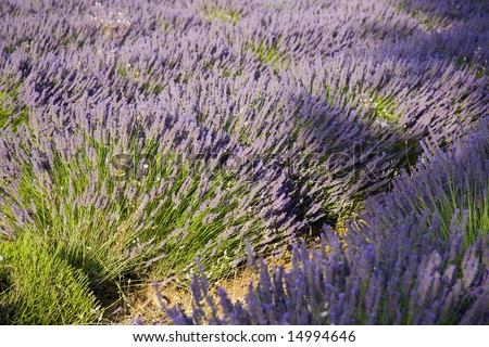 lavender in Sault, Vaucluse, Provence, France