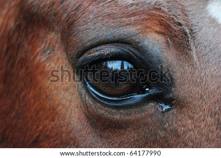 horses in the enclosure with curious eyes