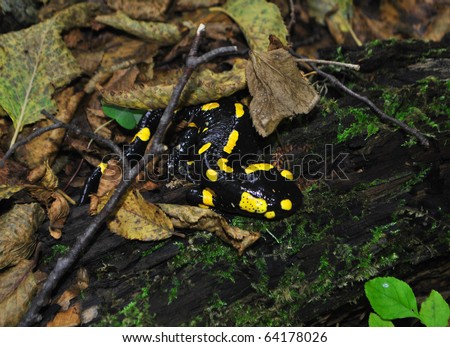 black and yellow salamander in the undergrowth