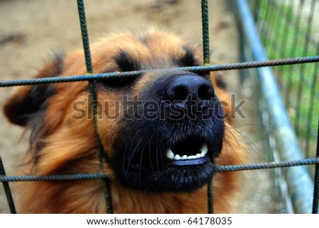 dog in a cage with teeth