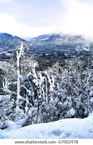 conifer forest in winter with snow in the Italian mountains