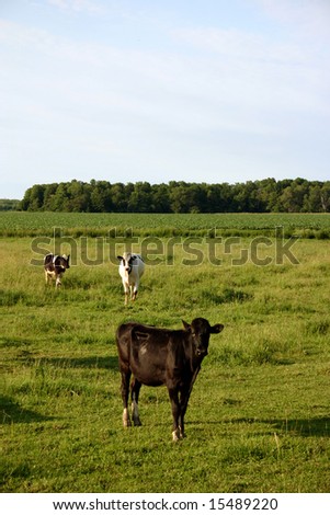 Three cows standing in a farmers field