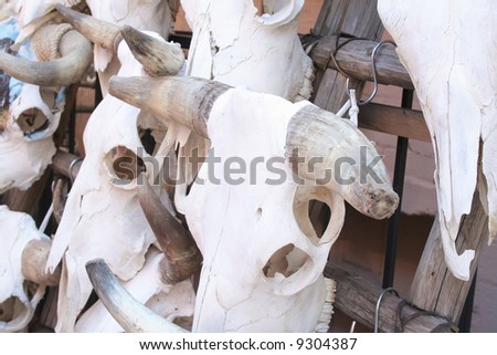 Cattle skulls on rack for sale