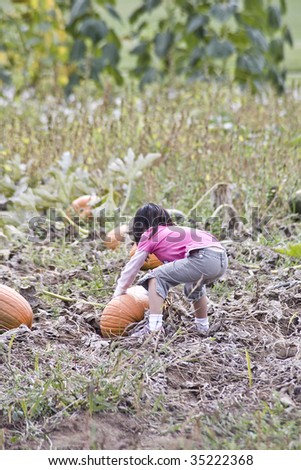 A young girl picking pumpkins in a Pumpkin patch