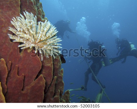 Scuba divers ascend beyond a sponge covered wall with a tube worm on the island of Dominica