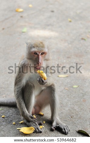 monkey eat banana