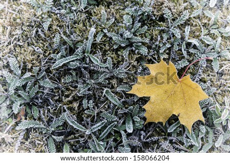 Covered with frost lonely maple leaf and grass. The late autumn first frosts.