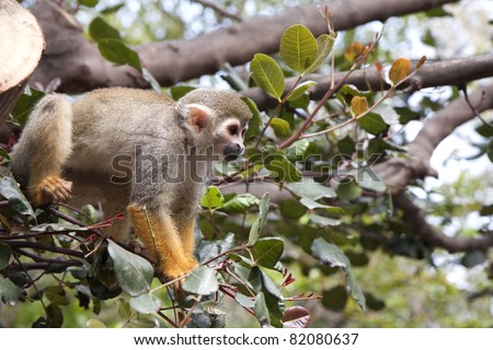 Funny common squirrel monkey (\