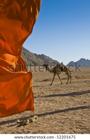 Domedary camel with red flag in the foreground. Sharm el Sheikh, Red Sea, Egypt.