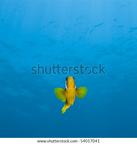 Red Sea anemonefish, aka. Nemo, against  a blue background. Naama Bay, Sharm el Sheikh, Red Sea, Egypt.