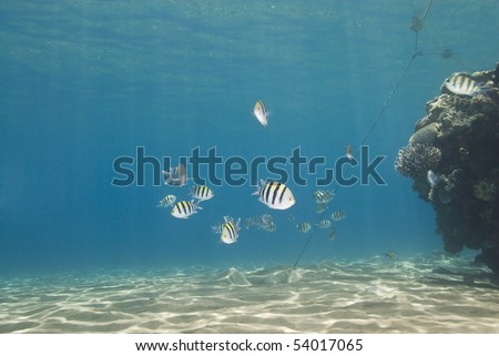 Small school of colorful tropical reef fish. Naama Bay, Sharm el Sheikh, Red Sea, Egypt.