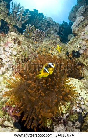 Couple of Red Sea anemonefish with their rare red magnificent anemone (Heteractis magnifica). Jackson reef, Sharm el Sheikh, Red Sea, Egypt.