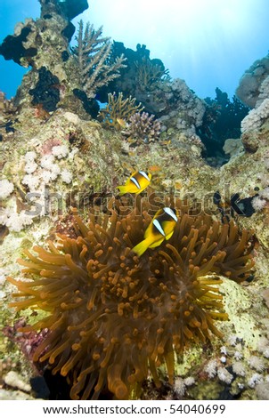 Couple of Red Sea anemonefish with their rare red magnificent anemone (Heteractis magnifica). Jackson reef, Sharm el Sheikh, Red Sea, Egypt.
