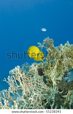 A couple of masked Butterflyfish (Chaetodon semilarvatus) close to Net fire coral (Millepora dichotoma). Ras Katy, Sharm el Sheikh, Red Sea, Egypt.