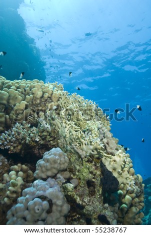 A colorful and vibrant tropical coral reef scene. Ras Katy, Sharm el Sheikh, Red Sea, Egypt.