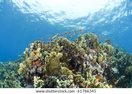 Colorful tropical coral scene in shallow water. Shaab Ohrob, Southern Red Sea, Egypt.