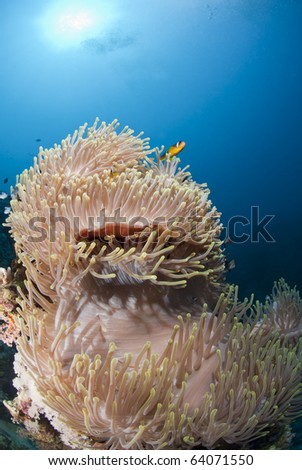 Magnificent anemone in a tropical underwater scene. Ras Ghozlani, Sharm el Sheikh, Red Sea, Egypt.