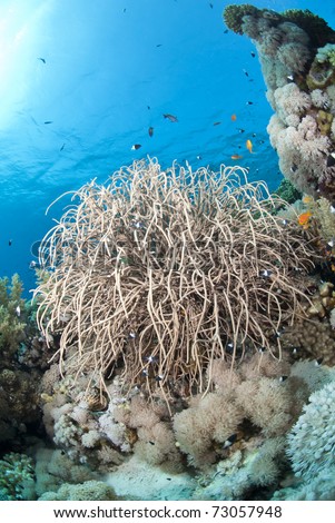 Branching Sea plume colony (Rumphella cf. aggregata). Jackson reef, Straits of Tiran, Red Sea, Egypt.