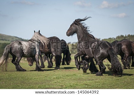A group of fell ponies starts to run.