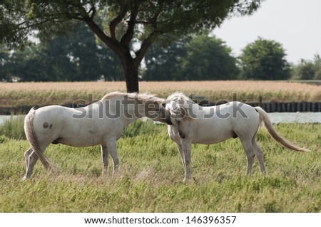 Camargue horses play in nature.