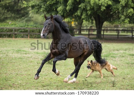 Bay lusitano stallion runs in a field playing with his canine friend